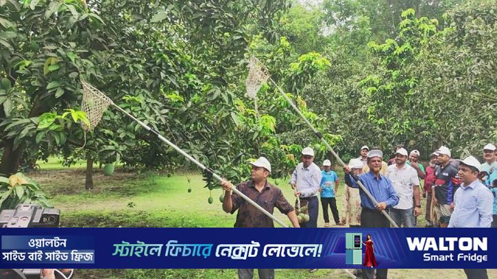সাতক্ষীরায় আম সংগ্রহ কার্যক্রম শুরু