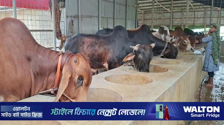 সিরাজগঞ্জে ৩৫০ কোটি টাকার কোরবানির বাজার