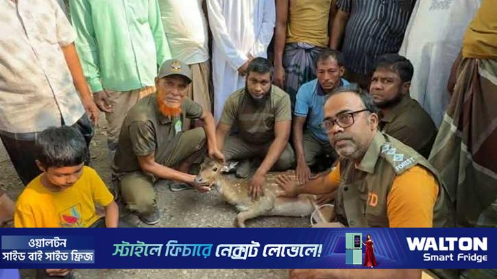 বরগুনার লোকালয় থেকে হরিণ উদ্ধার