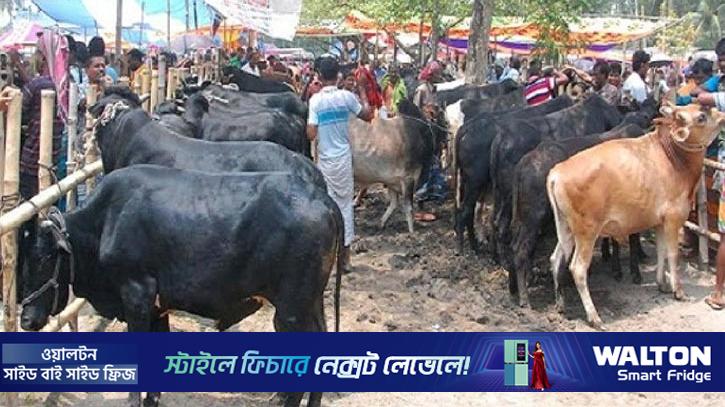 সিলেটে দুই বছরে কোরবানির পশু কমেছে দেড় লাখ, নেই ঘাটতি