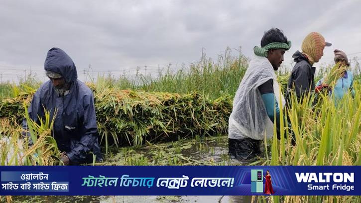 সিলেট বিভাগে পানিতে তলিয়েছে ৩৩ হাজার হেক্টর ফসল