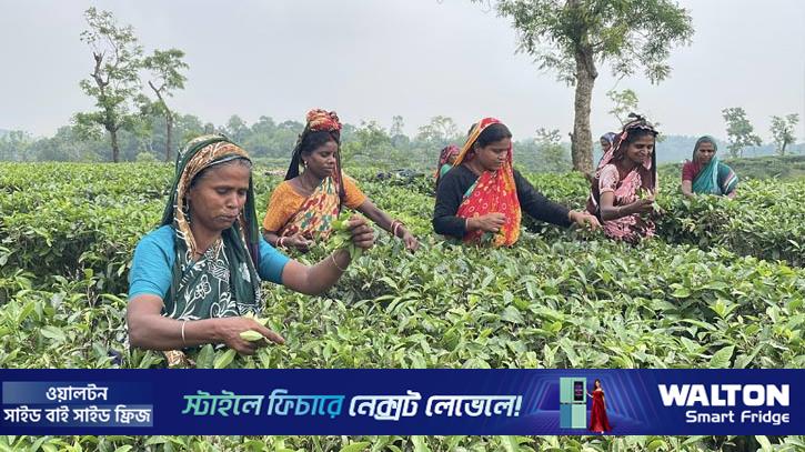 রোদ বৃষ্টি জোঁকের কামড় সয়েও ভাগ্য বদলায়নি চা শ্রমিকদের