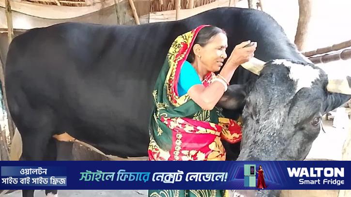 নজর কাড়ছে ৪০ মণ ওজনের ‘ঠান্ডা ভোলা’