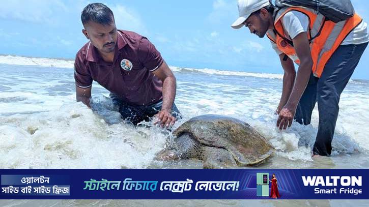 কুয়াকাটা সৈকতে ভেসে এল ৩৫ কেজির কচ্ছপ
