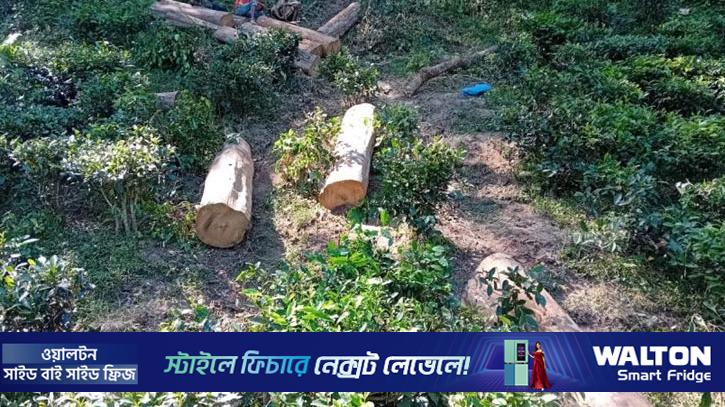 সবুজ সংকটে সিলেট অঞ্চল