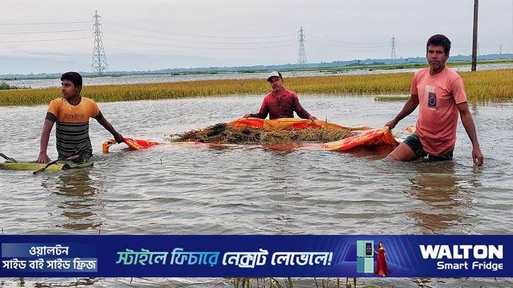 হাওরজুড়ে পানির রাজত্ব, কৃষকরা নিঃস্ব