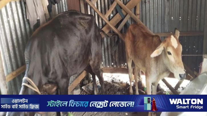 সুদের টাকা দিতে না পারায় কৃষকের ৩ গরু নিয়ে গেছে মহাজন