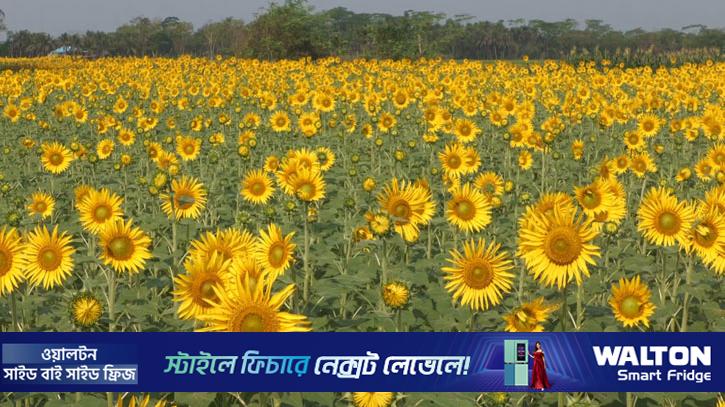 সূর্যমুখীর হাসিতে বদলাচ্ছে কৃষকের ভাগ্য
