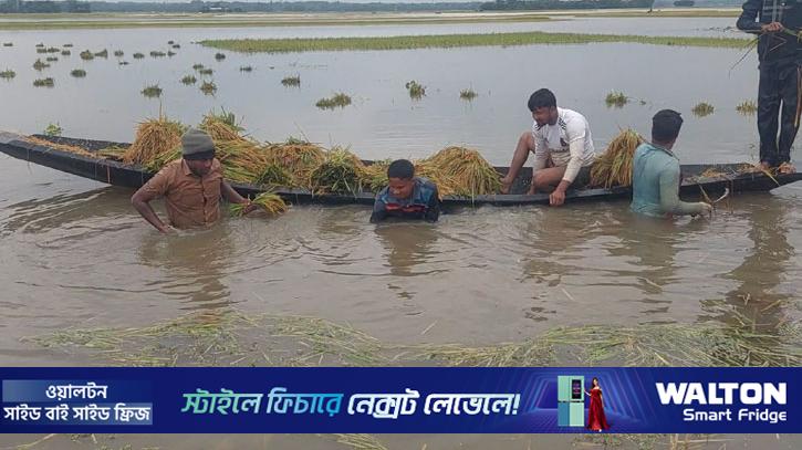 হাওর অঞ্চলে কৃষক সংকট: জরুরি রাষ্ট্রীয় হস্তক্ষেপের দাবি