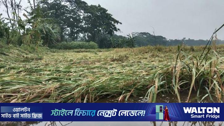 ঝালকাঠিতে ঝড়-বৃষ্টিতে পাকা ধানের ক্ষতি 