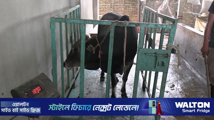 লাইভ ওয়েটে কোরবানির পশু বিক্রি, স্বস্তিতে ক্রেতা-খামারিরা