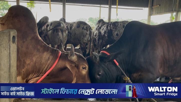 ধামরাইয়ে প্রস্তুত ৫১ হাজারের বেশি কোরবানির পশু