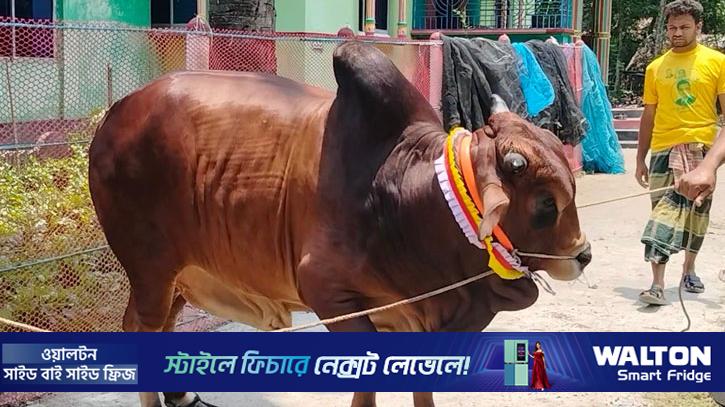 ১৫ মণের ‘রাজা বাহাদুরের’ দাম হাঁকা হচ্ছে ৫ লাখ টাকা