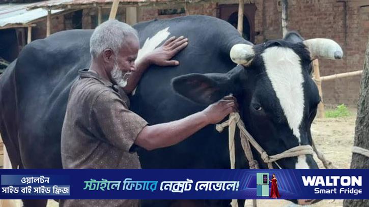 কোরবানির হাট কাঁপাবে ১২০০ কেজির ‘মহারাজা’