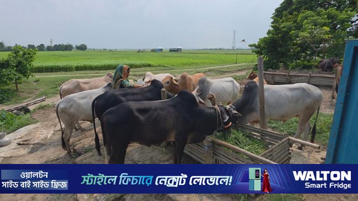 কোরবানির হাটে উঠবে পদ্মা-যমুনার চরের হাজারো গরু