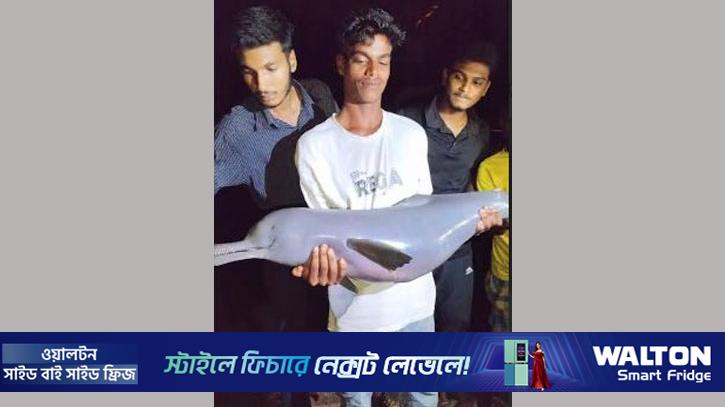 বড়শিতে ধরা পড়ল বিরল প্রজাতির ডলফিন 