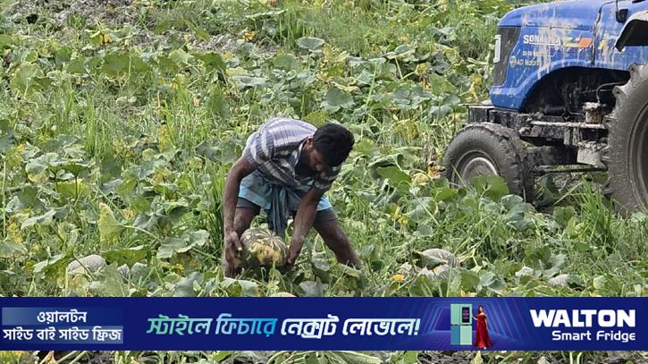 বৃষ্টির জমে থাকা পানিতে মারা যাচ্ছে সবজির গাছ, বিষণ্ন কৃষক 