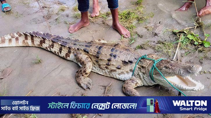 পদ্মায় জেলের বড়শিতে আটকাল নোনা পানির কুমির