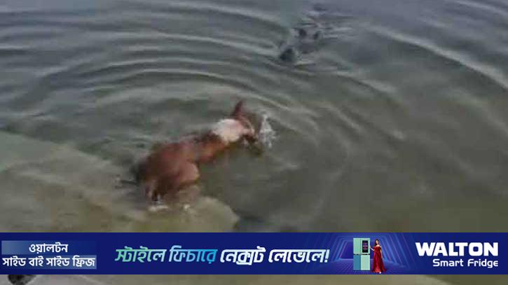 বাগেরহাটে কুমিরের আক্রমণে মারা যাওয়া কুকুরটি জলাতঙ্কে ভুগছিল