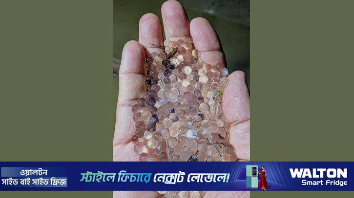 হালদায় নমুনা ডিম ছেড়েছে মা মাছ, অপেক্ষায় সংগ্রহকারী