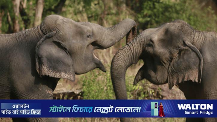 হাতি সম্পর্কে ১০টি মজার ও গুরুত্বপূর্ণ তথ্য