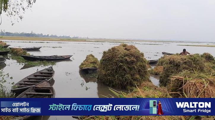 বাম্পার ফলনের স্বপ্ন ভেসে গেল পানিতে, হাওরে কৃষকের আহাজারি