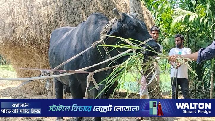 খালেদা জিয়াকে উপহার দেওয়া সেই ষাঁড় এবার বেচতে চান সোহাগ