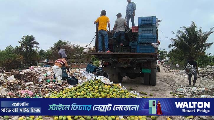 সাতক্ষীরায় কেমিক্যাল মিশ্রিত ৯ হাজার কেজি আম জব্দ 
