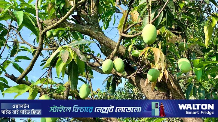 রাজশাহীর আম নামানোর ‘ক্যালেন্ডার’ প্রকাশ