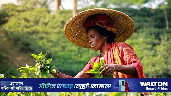 চা-পাতার আড়ালে হাজারো মায়ের স্বপ্ন