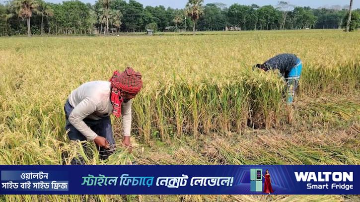নড়াইলে বোরোর বাম্পার ফলন, ধান কাটা নিয়ে বিপাকে কৃষক