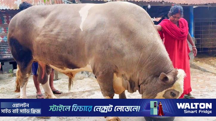 ৩৫ মণ ওজনের নজরকাড়া ‘নেইমার’