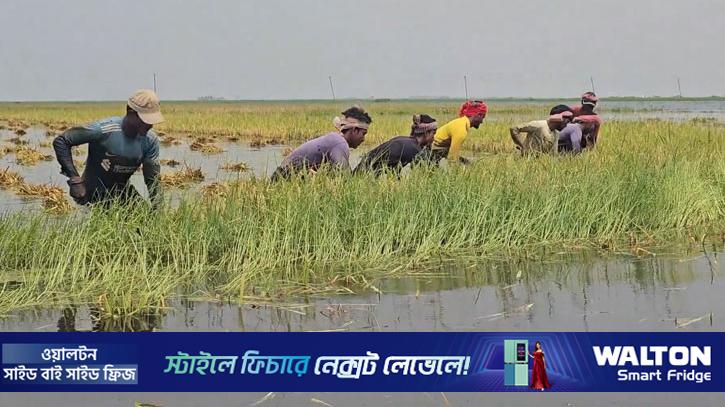 টানা বৃষ্টি ও উজানের ঢলে তলিয়েছে হাওরের ধানের ক্ষেত