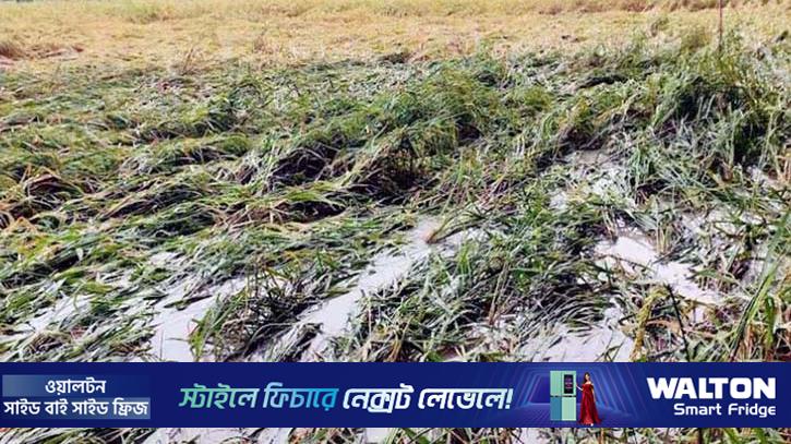 বরিশালে টানা বর্ষণে বোরো ধানের ব্যাপক ক্ষতি