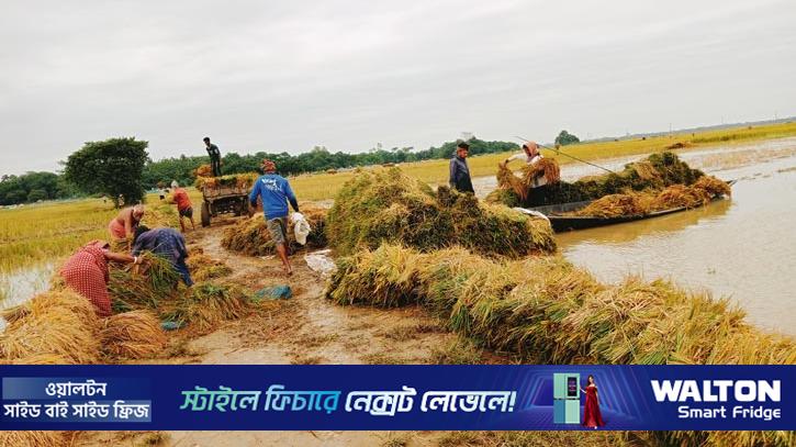 সিলেটের চার জেলায় বোরো ধানের ক্ষতি ৬০৬ কোটি টাকা