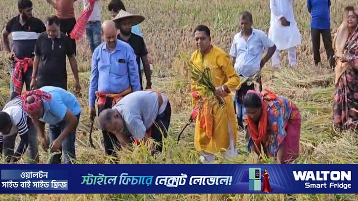 বিধবা নারীর ২ বিঘা জমির ধান কেটে দিলেন এমপি জিলানী