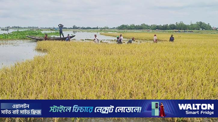 নাসিরনগরে পানির নিচে ৮০ হেক্টর জমির ধান