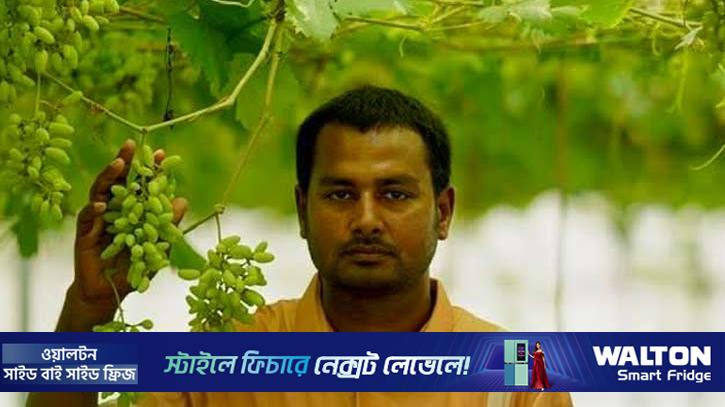 নাটোরে থোকায় থোকায় ঝুলছে আমজাদের স্বপ্ন  