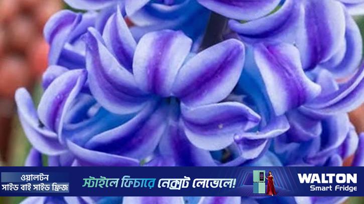 ‘হায়াসিন্থাস’ ফুলের গায়ে লেগে আছে বন্ধুকে হারানো শোকচিহ্ন