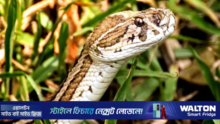 কুষ্টিয়ায় সাপের কামড়ে কৃষকের মৃত্যু