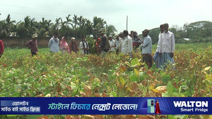 লবণাক্ত জমিতে সয়াবিনে সাফল্য, দেশীয় ন্যানোপার্টিকেলের চমক