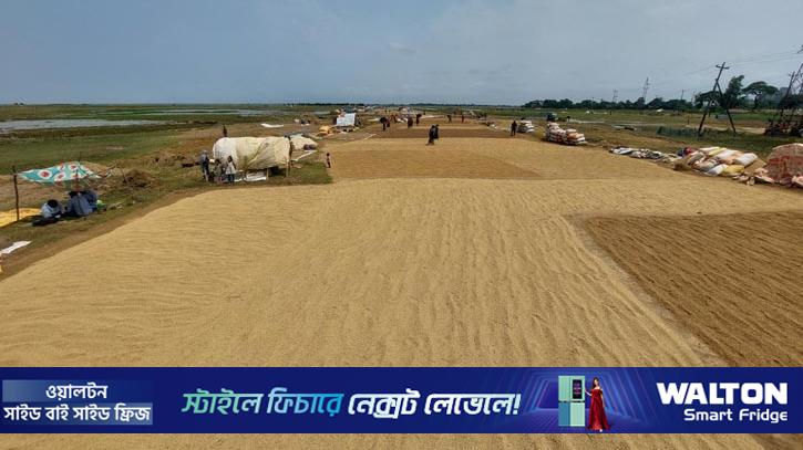 সুনামগঞ্জে সরকারি ধান সংগ্রহ শুরু, উদ্বেগে কৃষক