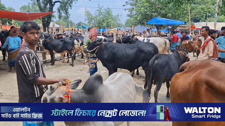 টাঙ্গাইলে আড়াই লাখ কোরবানির পশু প্রস্তুত, দাম নিয়ে শঙ্কায় খামারিরা