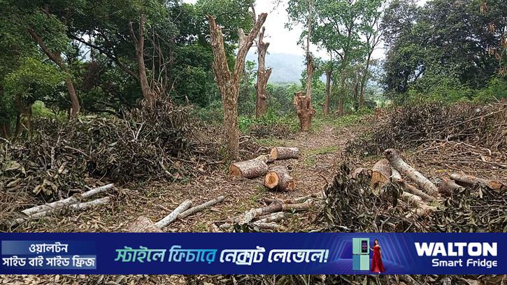 অনুমোদন ছাড়াই কাটা হচ্ছে খাগড়াছড়ি হর্টিকালচার সেন্টারের গাছ