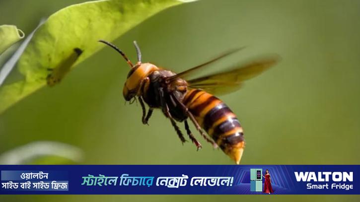 ভিমরুলের কামড়ে বৃদ্ধের মৃত্যু