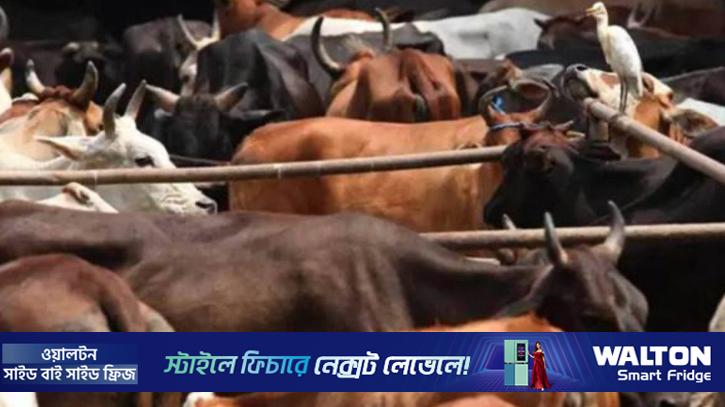 পশ্চিমবঙ্গে সরকারি অনুমতি ছাড়া পশু জবাই নিষিদ্ধ করল বিজেপি সরকার