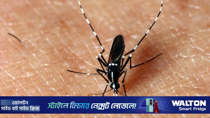 ইউরোপে ছড়িয়ে পড়তে পারে চিকনগুনিয়া