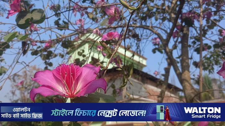 বসন্তে নজর কাড়ছে রক্তকাঞ্চন