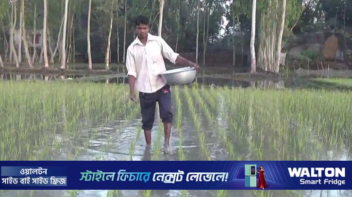 গাইবান্ধার কৃষক সিন্ডিকেটে অসহায়, বাড়ছে উৎপাদন খরচ