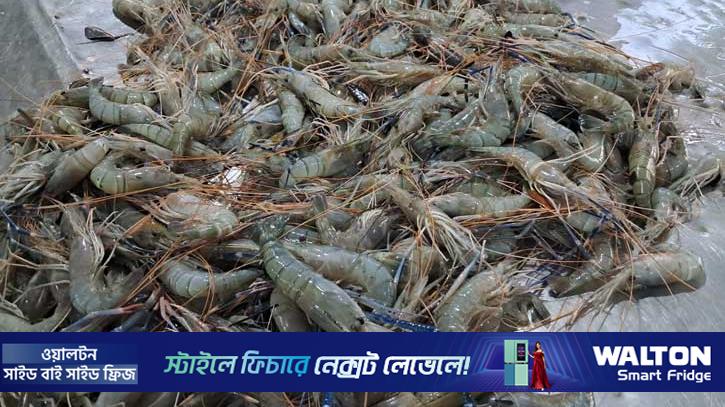 রমজানে মাছের দাম কেজিতে বেড়েছে ২০০-৪০০ টাকা